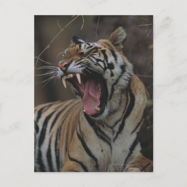Tiger Cub Yawning Postcard (Front)