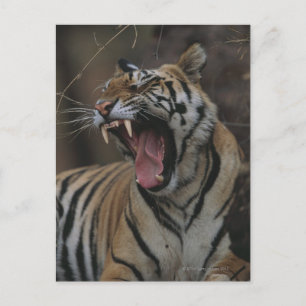 Tiger Cub Yawning Postcard