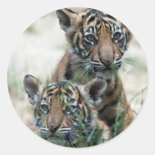 Tiger cubs classic round sticker