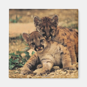 Tiger Cubs magnet