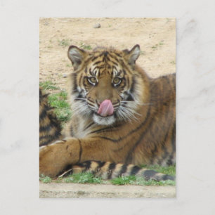 Tiger Cubs Postcard