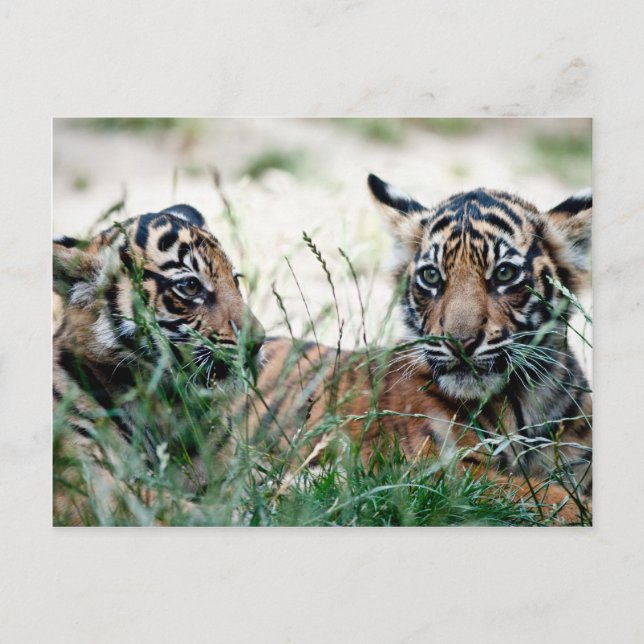 Tiger cubs postcard (Front)