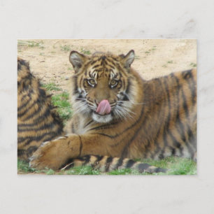 Tiger Cubs Postcard
