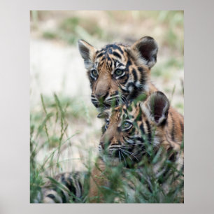 Tiger cubs poster