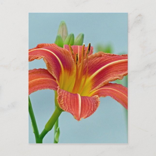 Tiger Daylily Postcard (Front)