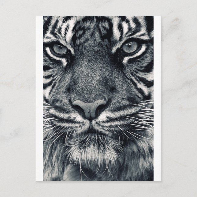 tiger design postcard (Front)