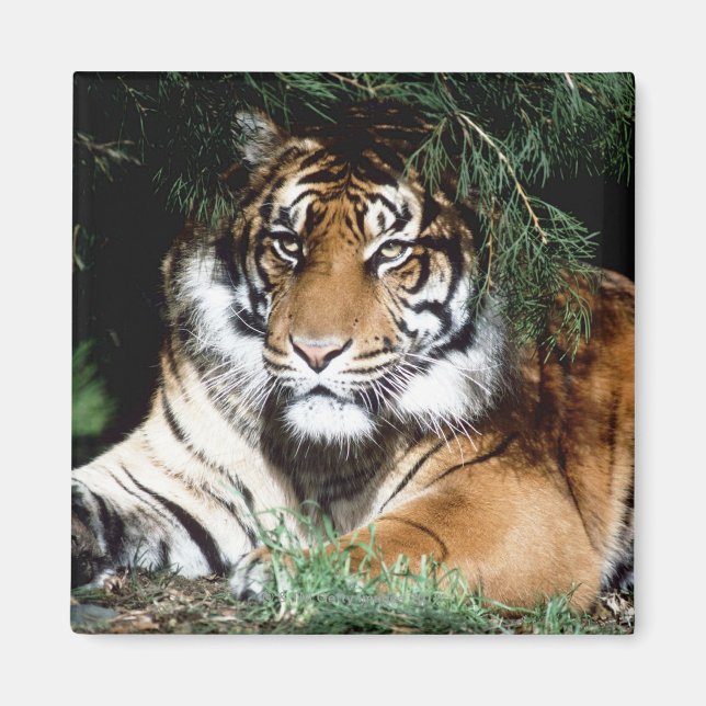 Tiger Enjoying Shade Magnet (Front)