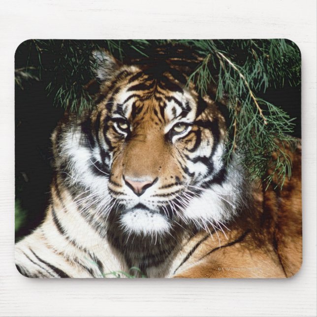 Tiger Enjoying Shade Mouse Pad (Front)