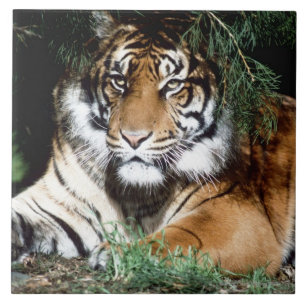 Tiger Enjoying Shade Tile