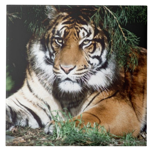 Tiger Enjoying Shade Tile (Front)