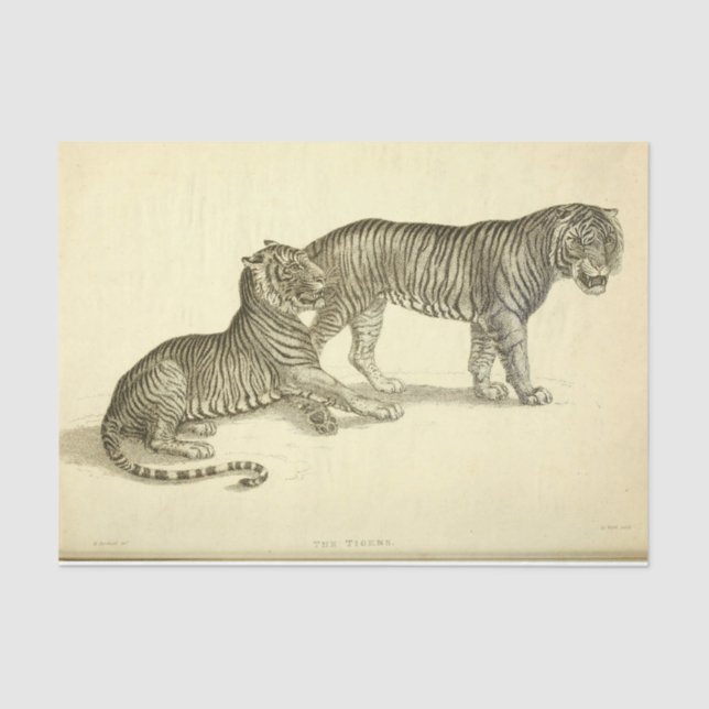 Tiger Ephemera Decoupage Tissue Paper (Front)