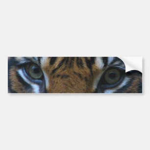 Tiger eyes bumper sticker