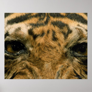 Tiger eyes poster