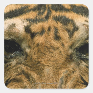 Tiger eyes square sticker