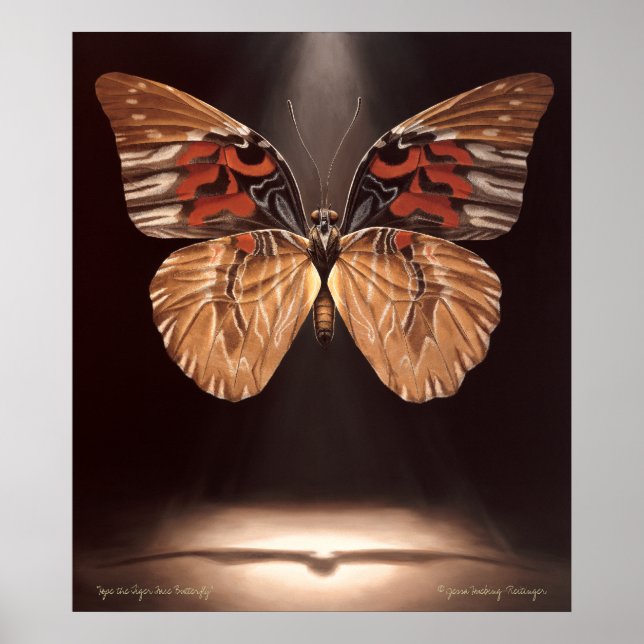Tiger Face Butterfly Poster (Front)