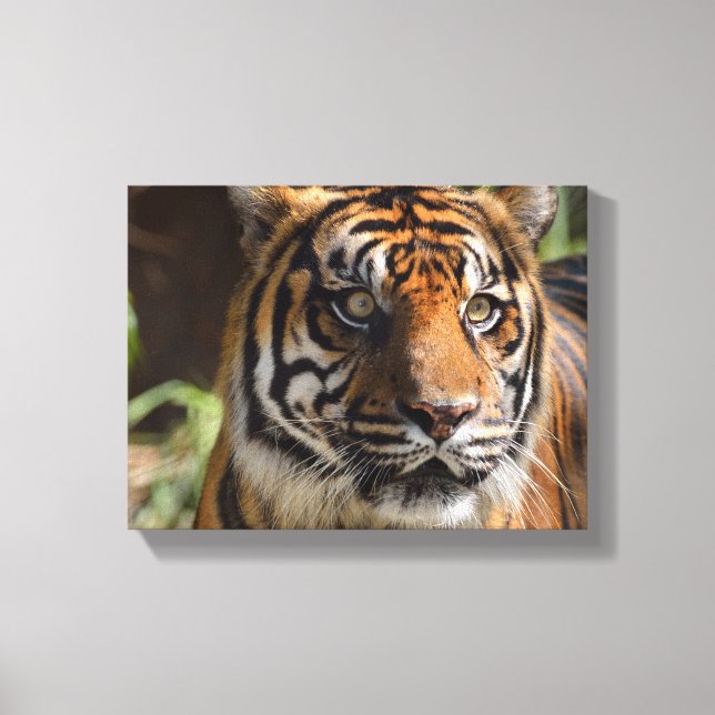 tiger face canvas print (Front)