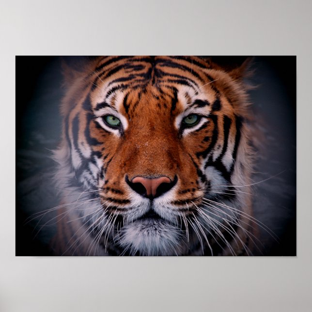 Tiger Face Eyes Stunning Big Cat A3 Poster (Front)