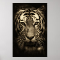 Tiger Face in Sepia Tones