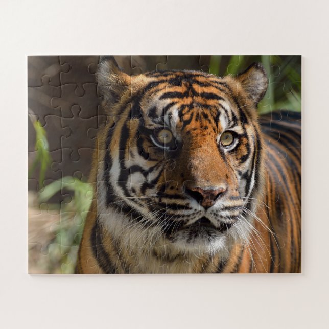 Tiger face jigsaw puzzle (Horizontal)
