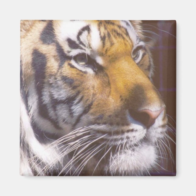 Tiger Face Magnet (Front)