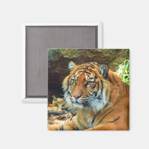 Tiger Face Magnet