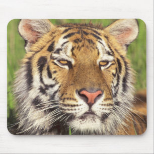 Tiger Face Mouse Pad