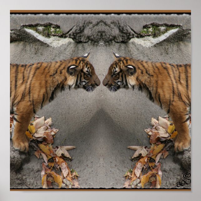 TIGER FACE OFF HIDDEN IMAGE POSTER (Front)