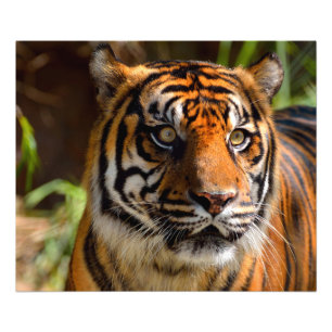 Tiger Face Photo Print