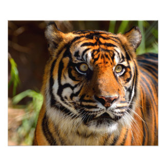 Tiger Face Photo Print