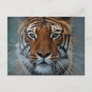 Tiger Face Postcard