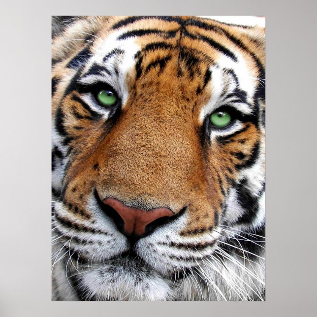 Tiger Face Poster (Front)