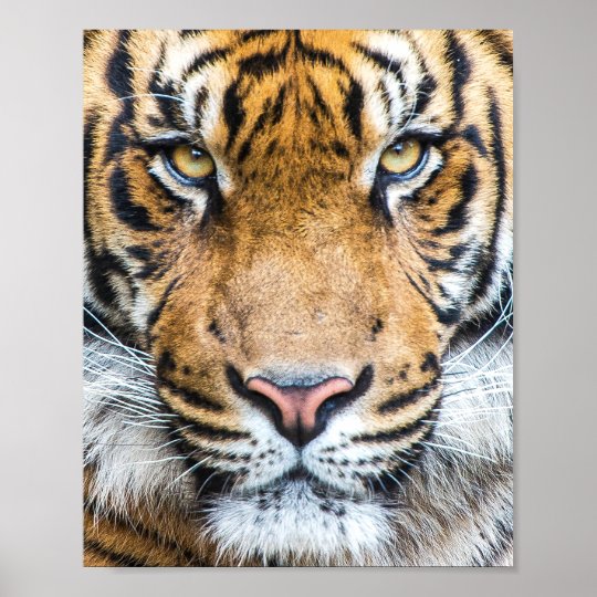 Tiger Face Poster Zazzle Co Nz