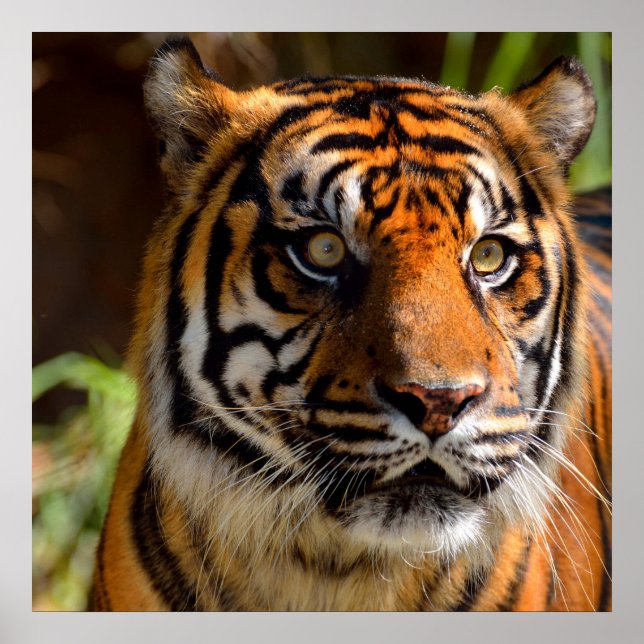 Tiger Face Poster (Front)