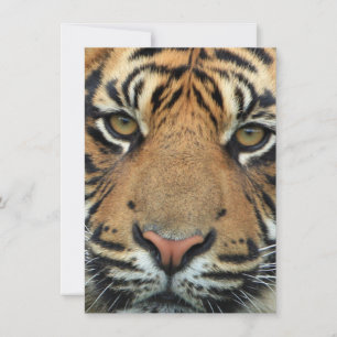 Tiger Face Thank You Card
