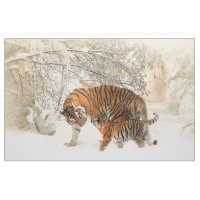 Tiger Family Baby