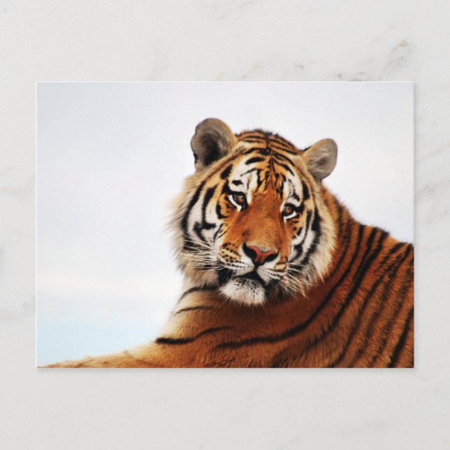 Tiger glance sideways photo postcard (Front)