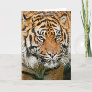 Tiger - Greeting Card