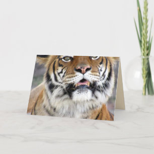 Tiger Greeting Card