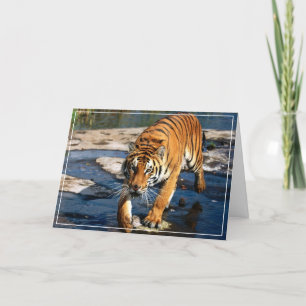 Tiger Greeting Card