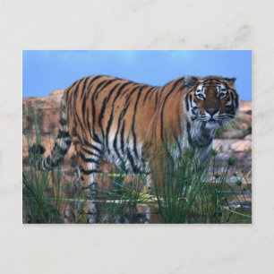Tiger guarding the river postcard
