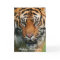 Tiger - Happy Birthday Greeting Card