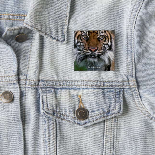 Tiger Head and Face 15 Cm Square Badge (In Situ)