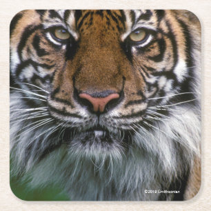 Tiger Head and Face Square Paper Coaster