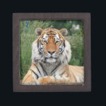 Tiger head male beautiful photo jewellery box<br><div class="desc">Photo portrait of a beautiful male tigers head gift box,  jewellery box,  trinket box.  great gift idea for animal lovers</div>