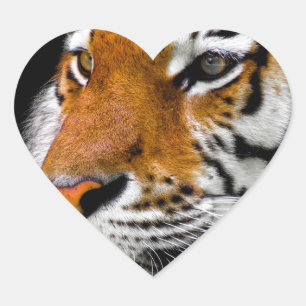 Tiger Heart Sticker