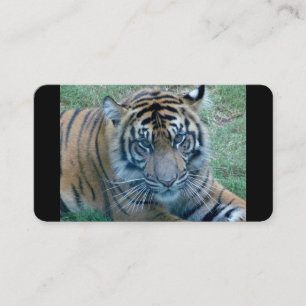 Tiger Image Business cards