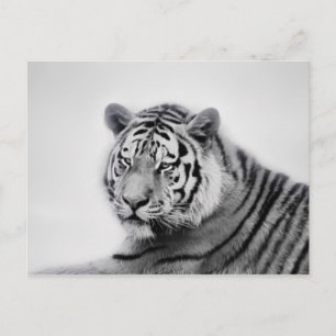 Tiger in Black and White Postcard