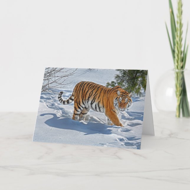 Tiger In Deep Snow  Holiday Card (Front)