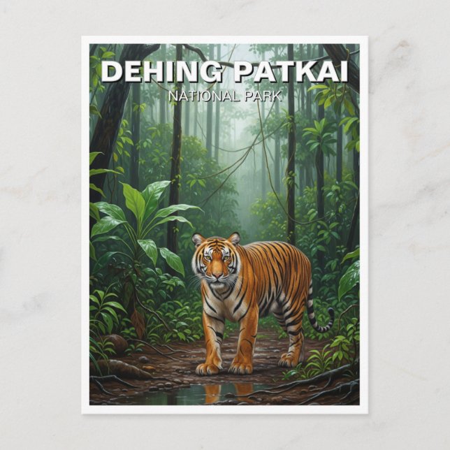 Tiger in Dehing Patkai National Park India Travel Postcard (Front)