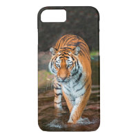 Tiger in River